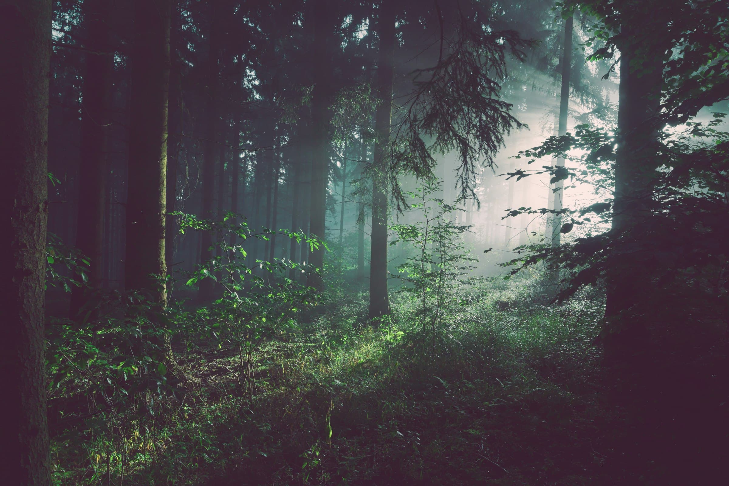 Quiet stand of pine trees in soft morning light